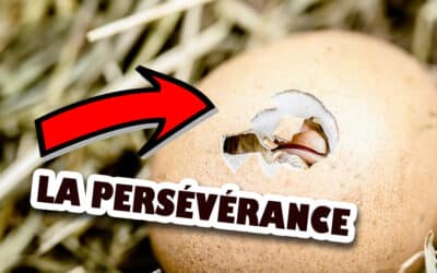 Persévérance: clé de la réussite